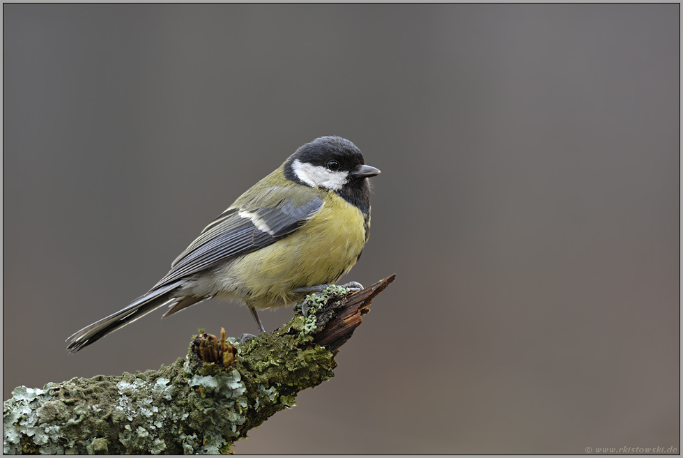 am Stamm...  Kohlmeise *Parus major*