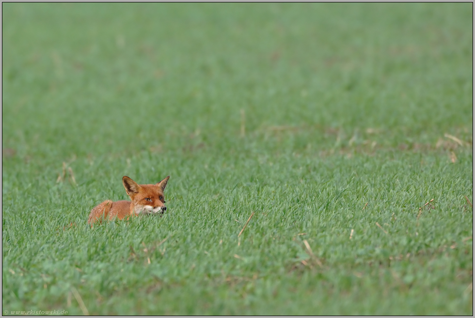angeschlagen... Rotfuchs *Vulpes vulpes*