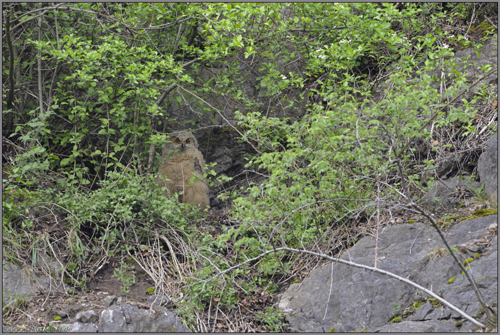 versteckt... Europäischer Uhu *Bubo bubo*