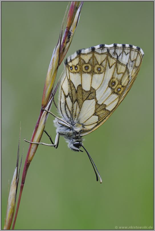 das Weibchen... Schachbrettfalter *Melanargia galathea*