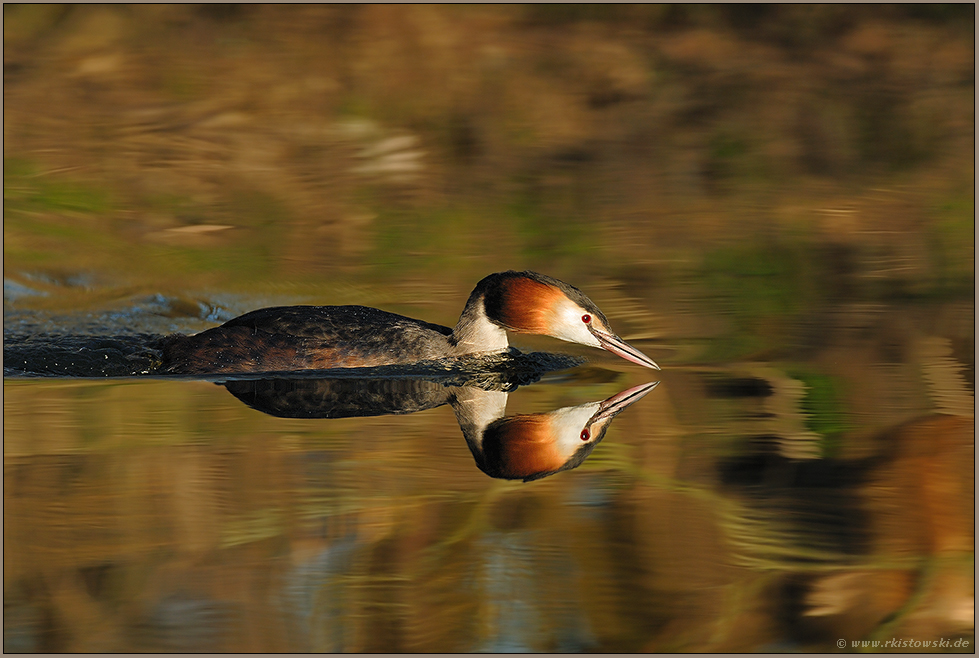 eilig... Haubentaucher *Podiceps cristatus*