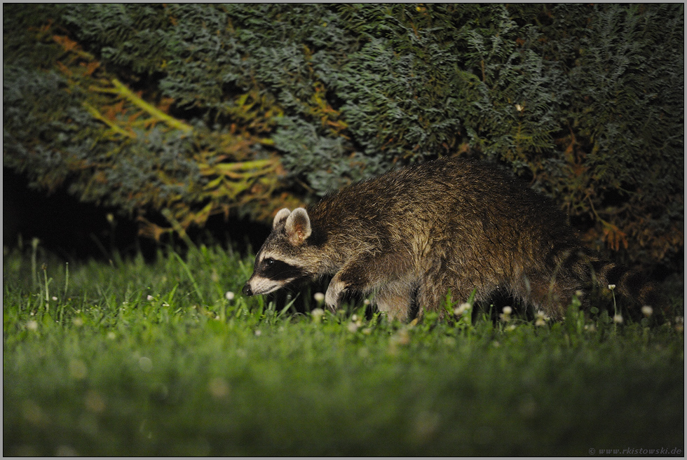 heimlich... Waschbär *Procyon lotor*