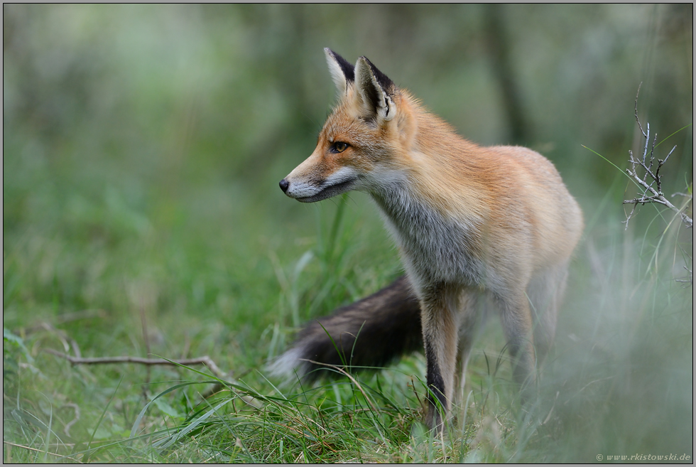 Jungfuchs... Rotfuchs *Vulpes vulpes*