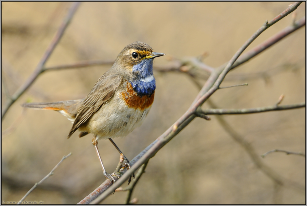 im Gebüsch... Blaukehlchen *Luscinia svecica*