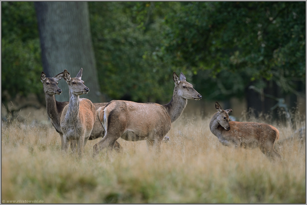 das Kahlwild...  Rotwild *Cervus elaphus*