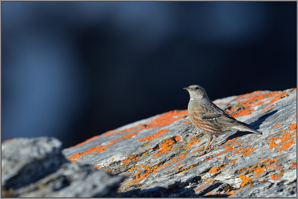 hoch oben... Alpenbraunelle  *Prunella collaris*