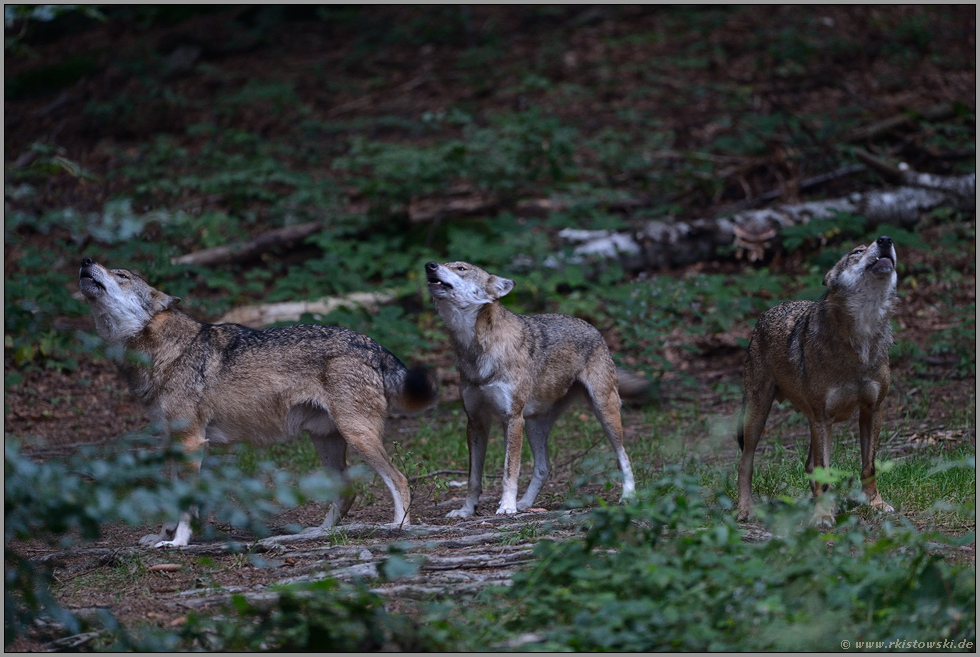 Wolfsgeheul... Graue Wölfe *Canis lupus*