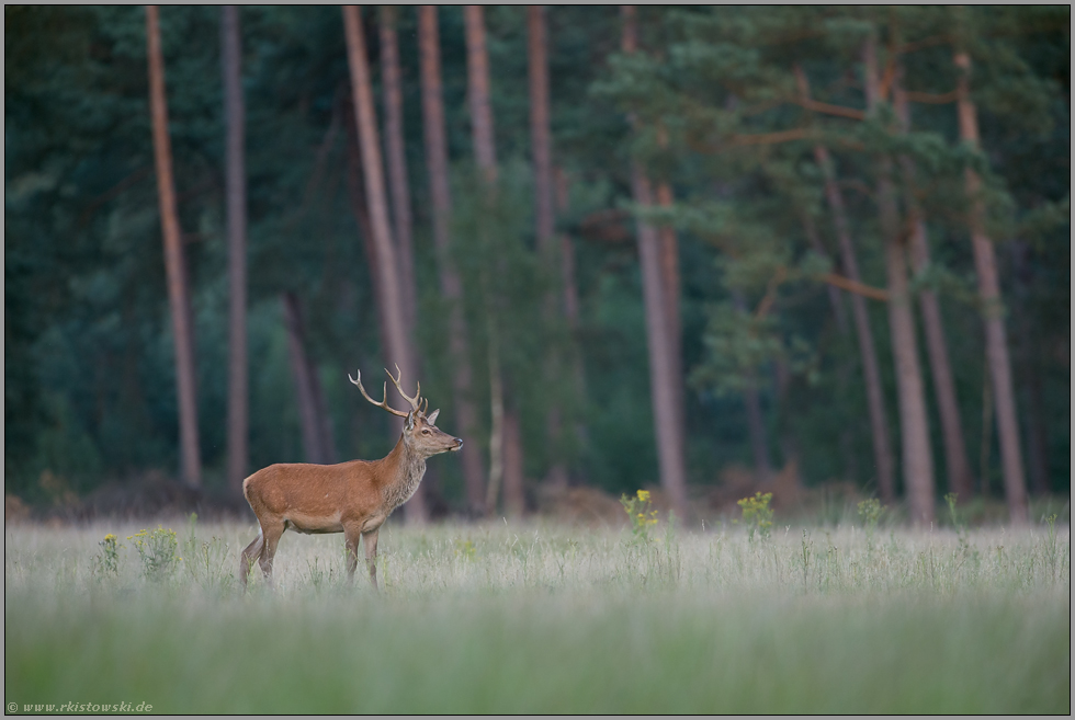 Jungspund... Rothirsch *Cervus elaphus*
