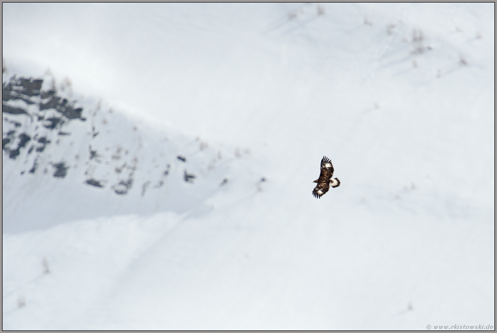 weit entfernt... Steinadler *Aquila chrysaetos*