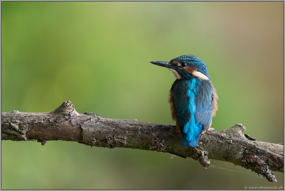 unverwechselbar... Eisvogel *Alcedo atthis*