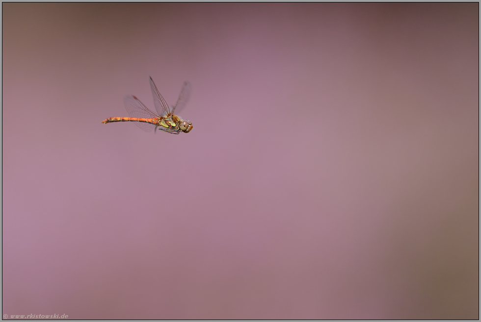 im Flug... Große Heidelibelle *Sympetrum striolatum*