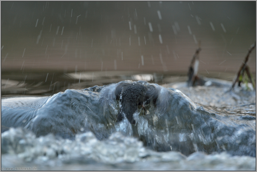 gegen die Strömung... Wasseramsel *Cinclus cinclus* taucht unter Wasser