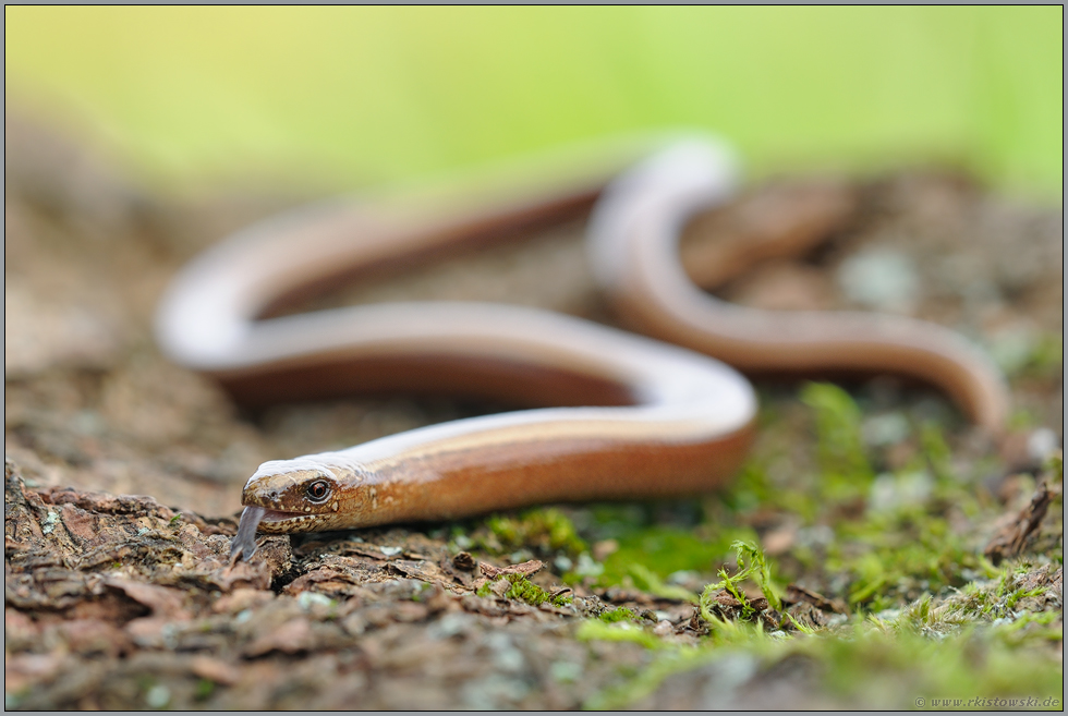 schlangenhaft... Blindschleiche *Anguis fragilis*