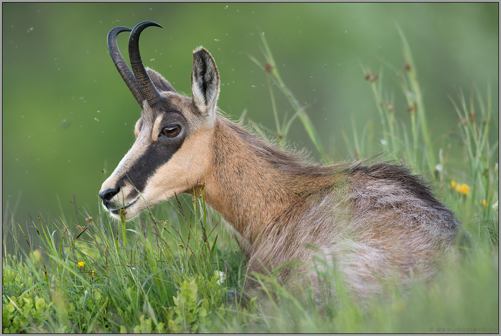auf saftigen Bergwiesen... Gämse *Rupicapra rupicapra*
