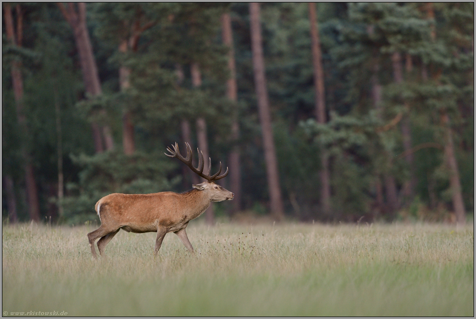 in Erwartung... Rothirsch *Cervus elaphus*