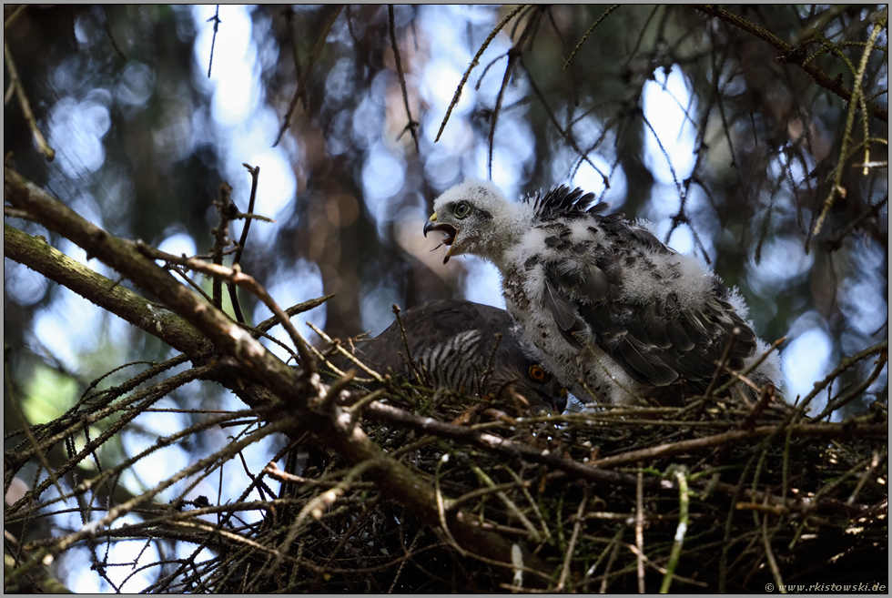 gierig... Sperber *Accipiter nisus*