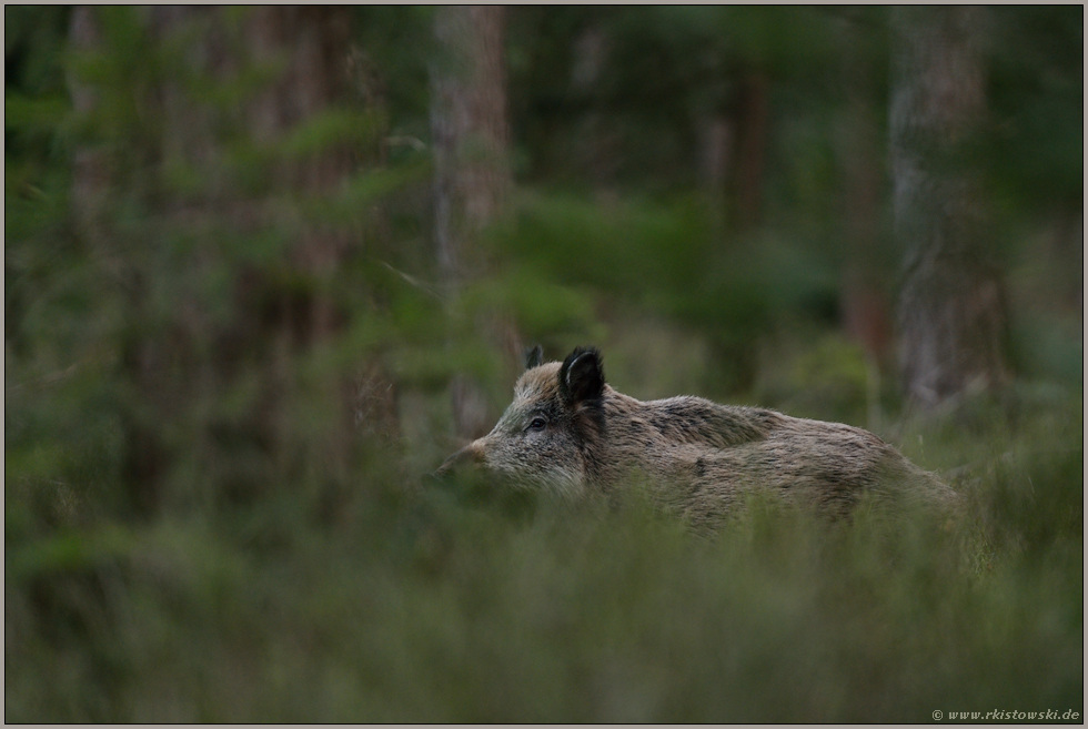 verdeckte Sicht... Wildschwein *Sus scrofa*