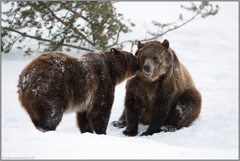 Geheimnisse... Grizzly *Ursus arctos horribilis*