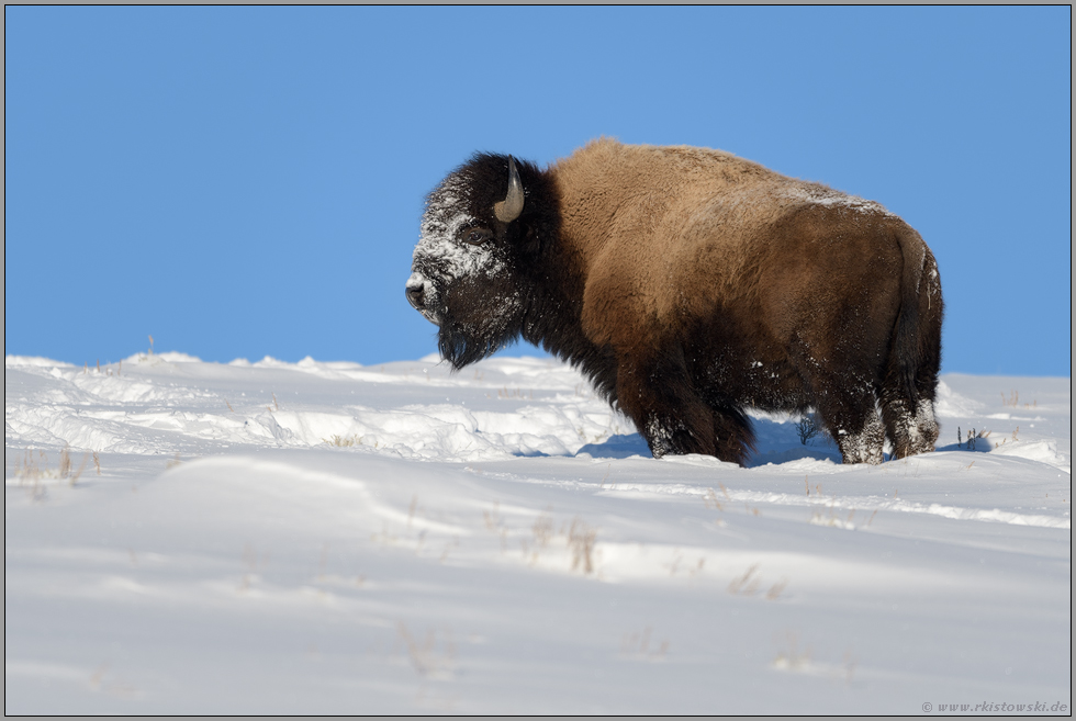endlich Sonne... Amerikanischer Bison *Bison bison*