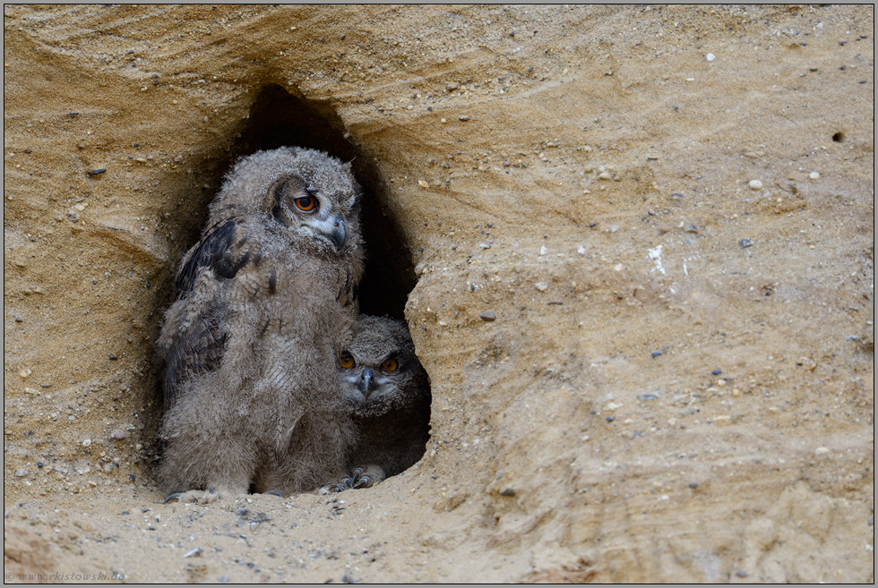 neugierige Blicke... Europäischer Uhu *Bubo bubo*