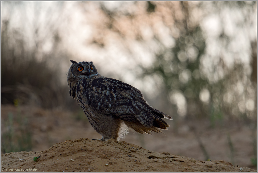 der Abendgruß... Europäischer Uhu *Bubo bubo* wird in der Dämmerung aktiv