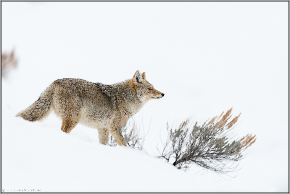 windend... Kojote *Canis latrans* hält seine Nase in den Wind