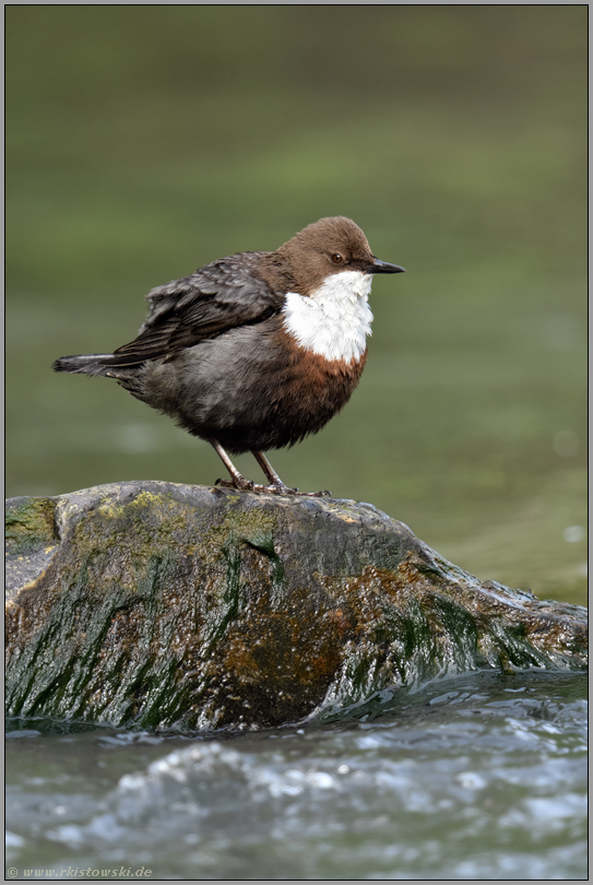 leuchtend weißer Latz... Wasseramsel *Cinclus cinclus* steht auf einem Stein im Wasser