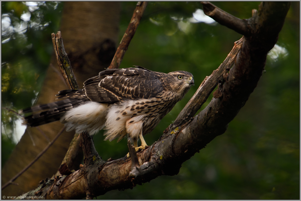 gespannte Aufmerksamkeit... Habicht *Accipiter gentilis*, diesjähriger Jungvogel, Rothabicht auf der Jagd im Wald