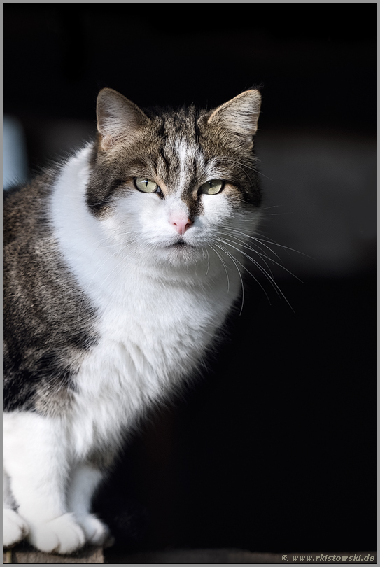 im Stall... Hauskatze *Felis silvestris catus*