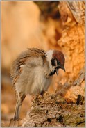 'is mir übel... Feldsperling *Passer montanus*