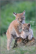 Jungluchse... Eurasischer Luchs *Lynx lynx*
